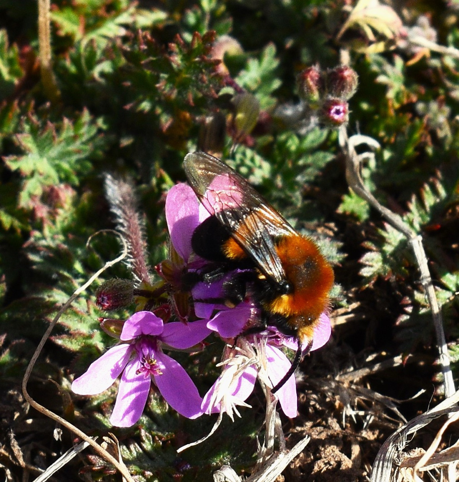 A fuzzy bee feeding on small purple flowers.