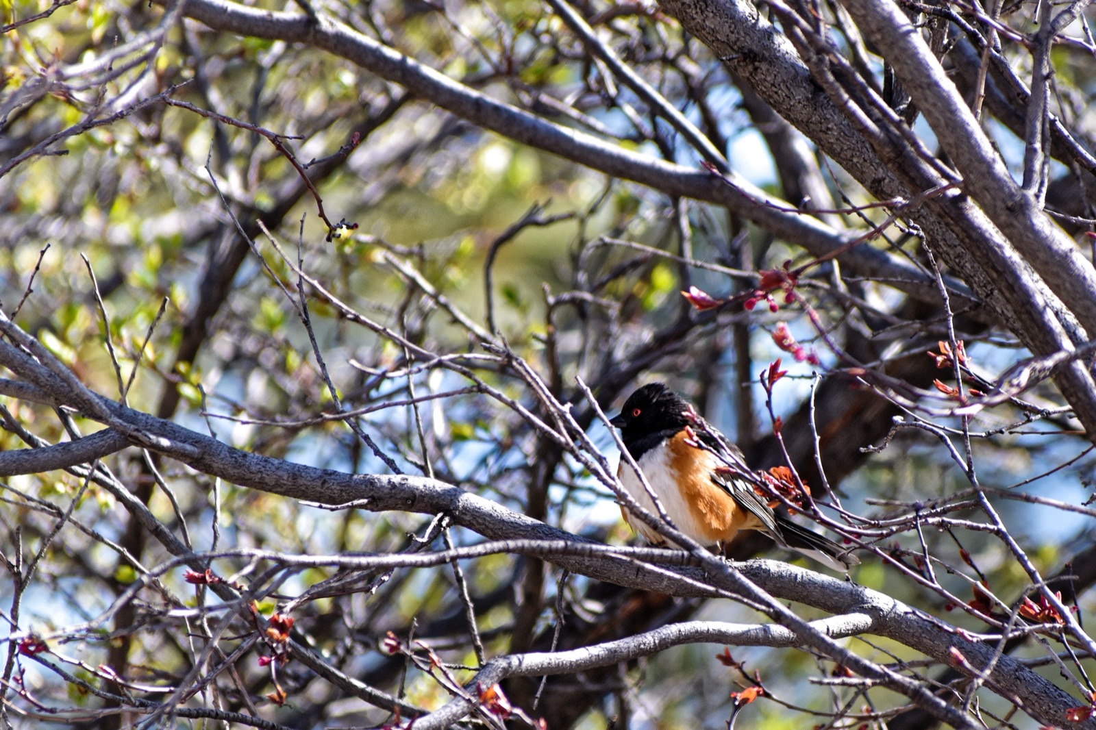 A small orange and black songbird perched among bare branches.