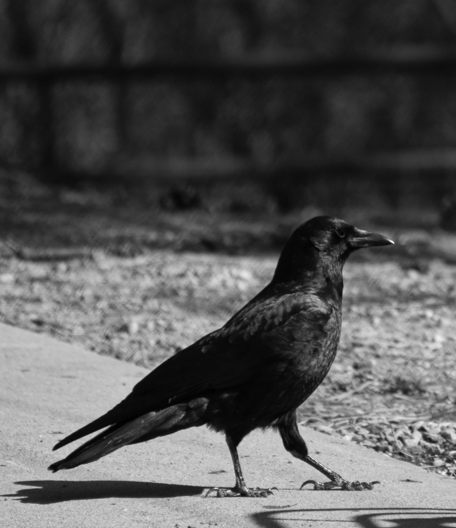A crow standing on the ground beside a stone wall.
