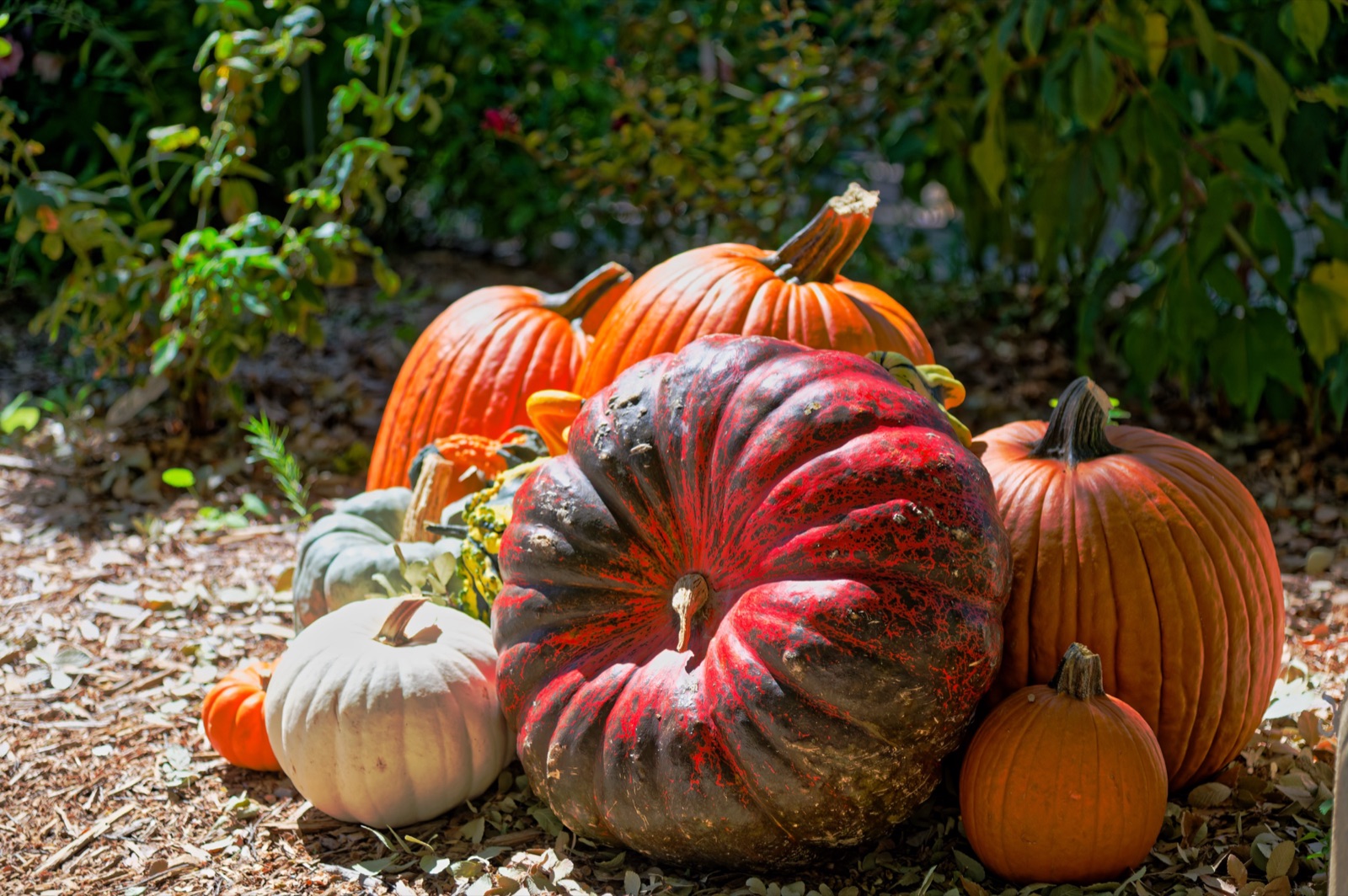 A pile of orange pumpkins and striped gourds.