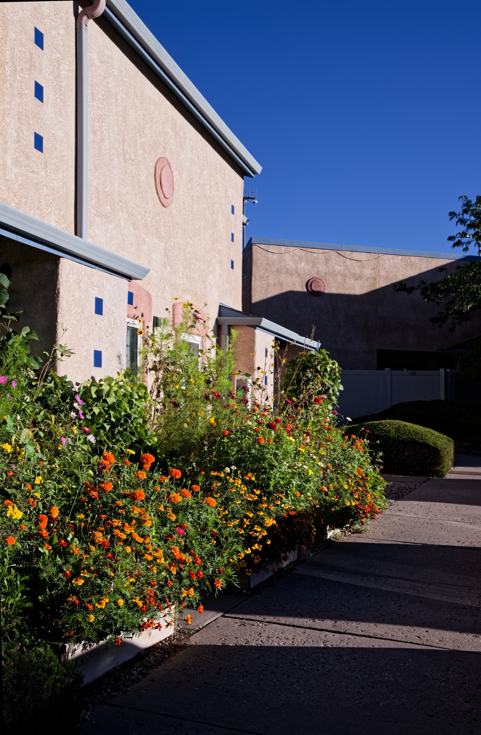 A building and flowering shrubs in afternoon light under a blue sky.