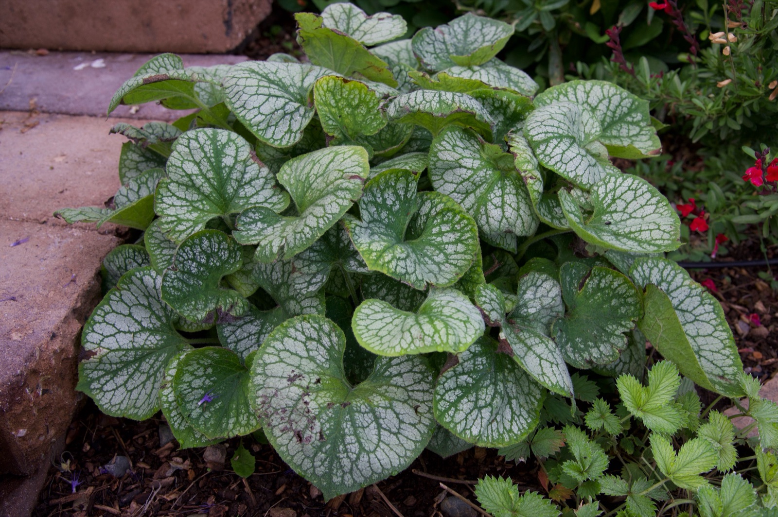 Silver-spotted green leaves of a garden plant.