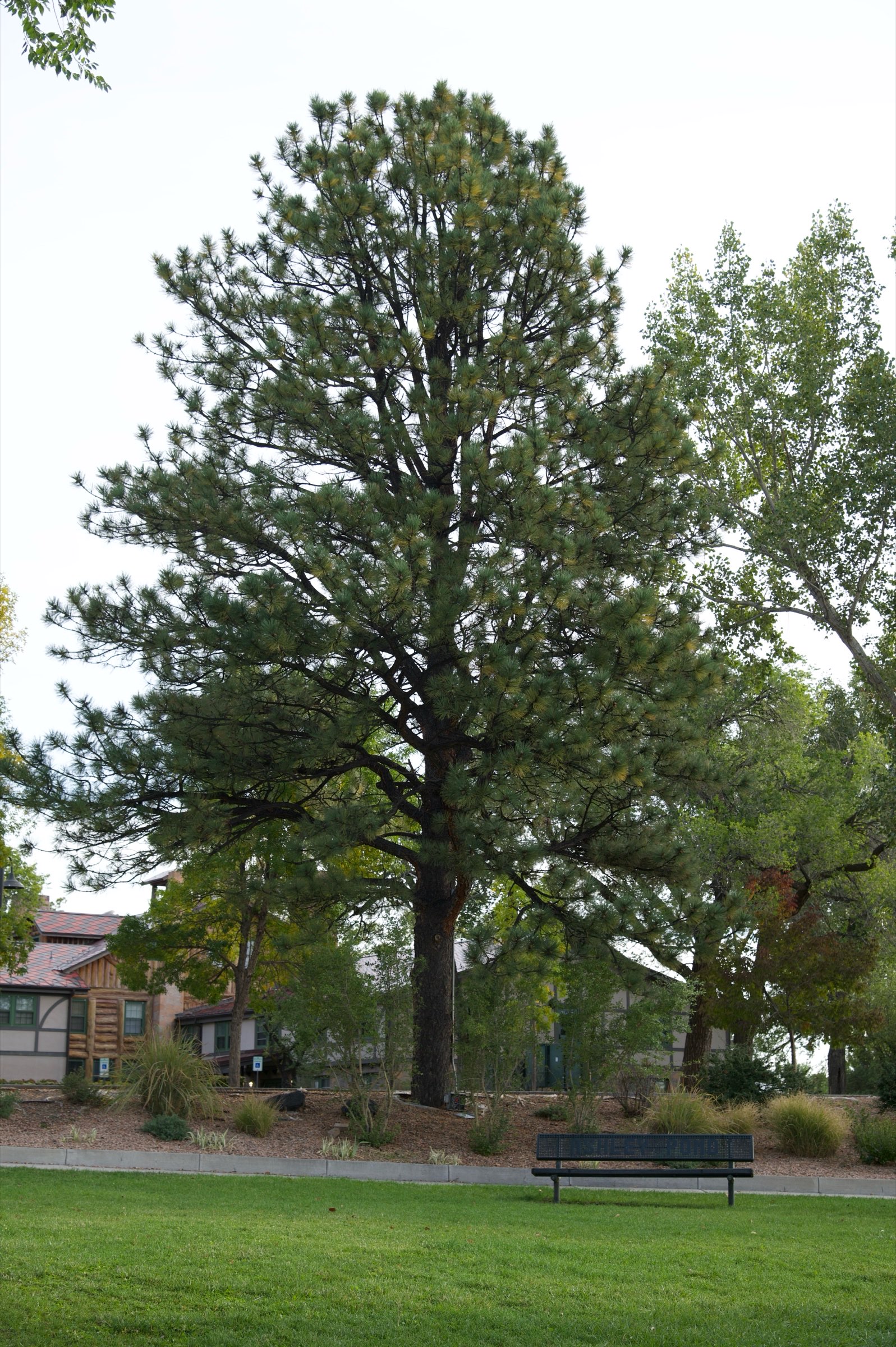 A tall pine tree standing over a green lawn.