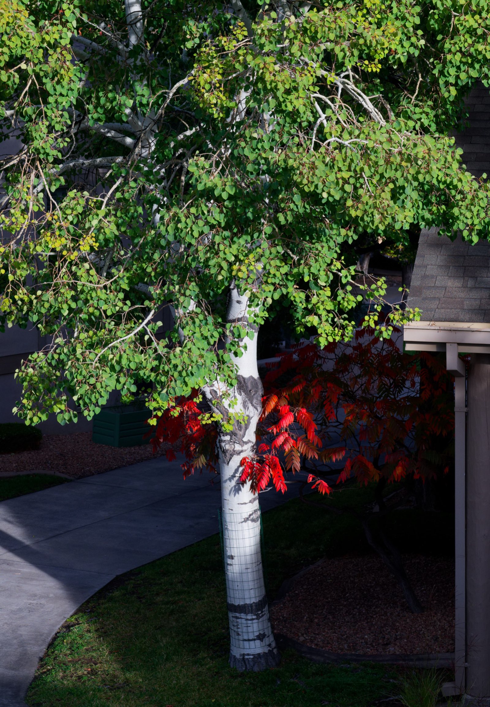 A small garden with a white tree trunk and red flowers under green trees.